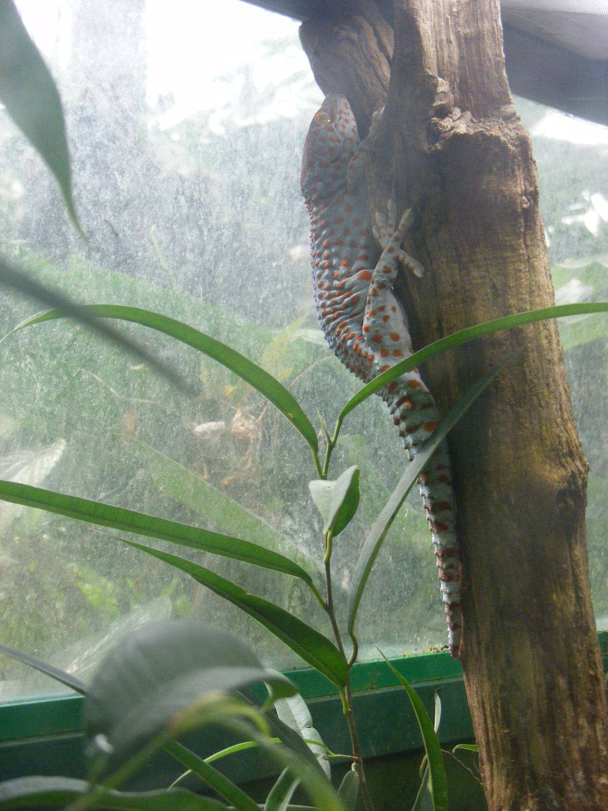 Tokay gecko at Marwell Wildlife, 7 August 2011