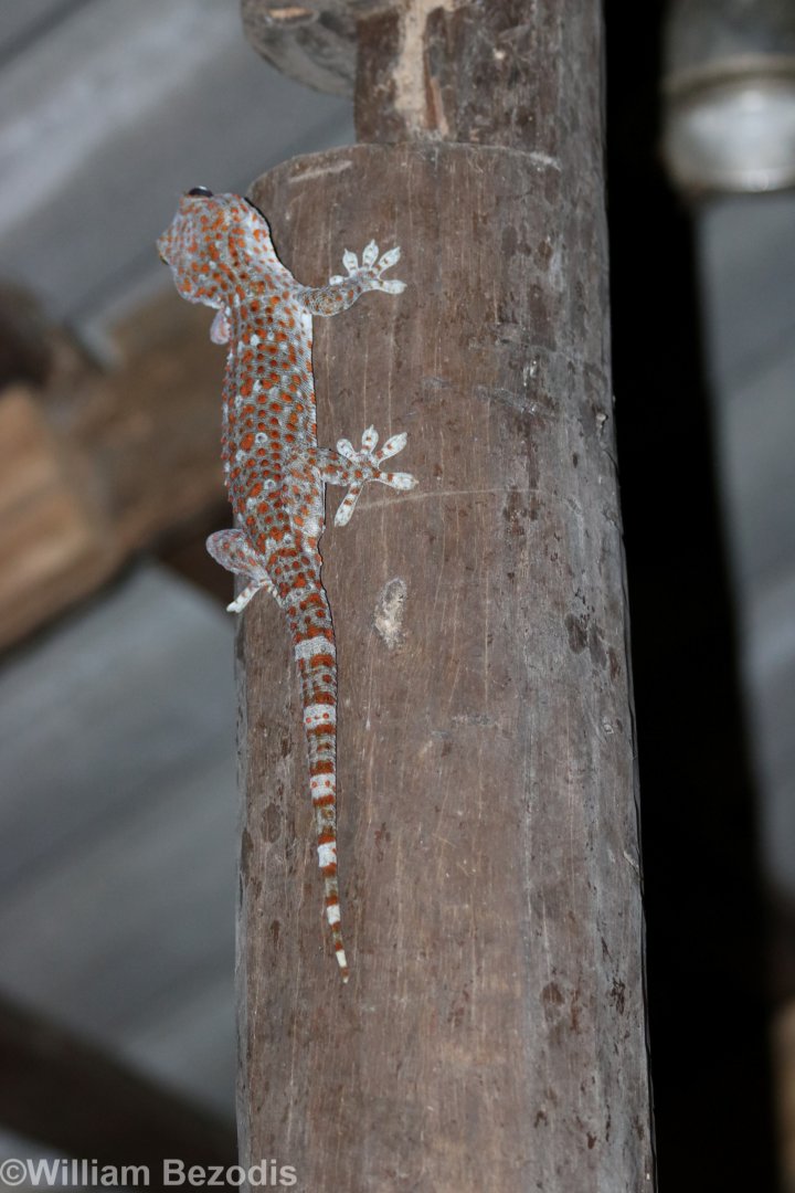 Tokay Gecko - Baan Maka Chalets