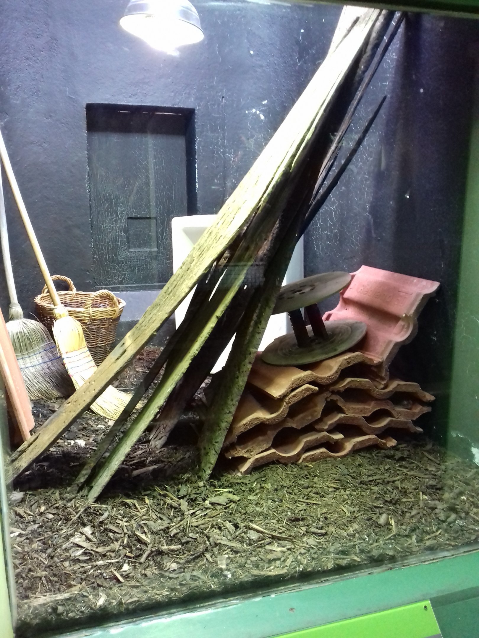 Tokay gecko enclosure
