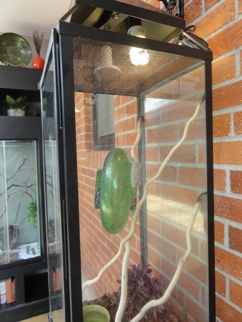 Tokay Gecko Exhibit