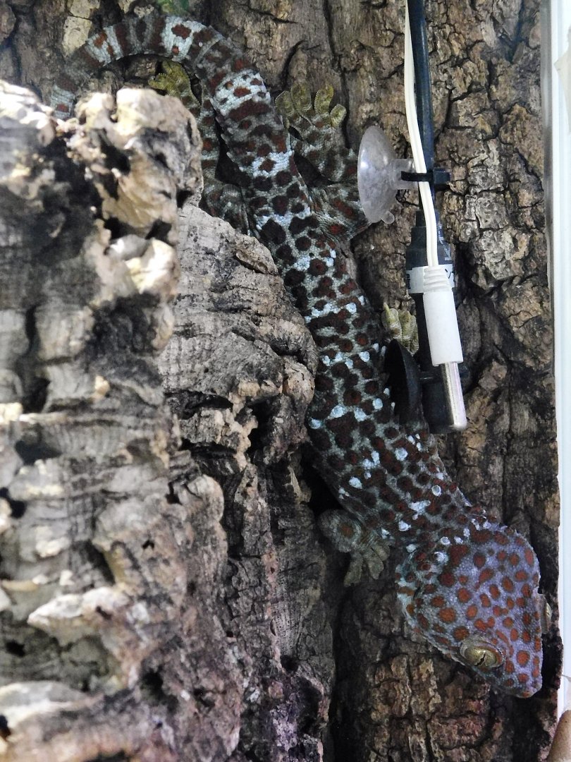 Tokay Gecko (Gekko gecko) - Itabashi Botanical Garden September 27, 2025