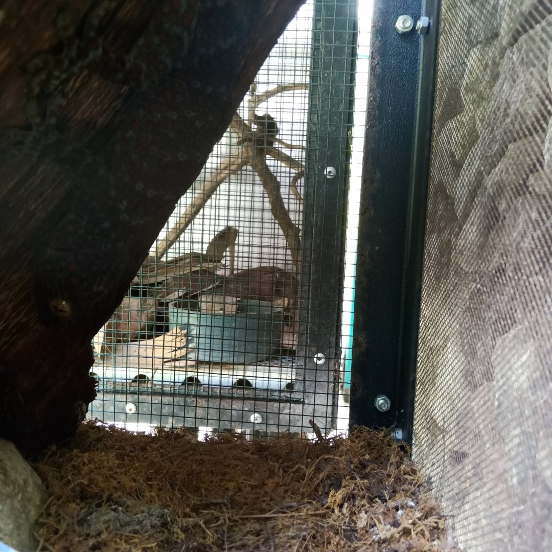 Tokay gecko (Gekko gecko) - Sato Loka Resto & Conservation Park