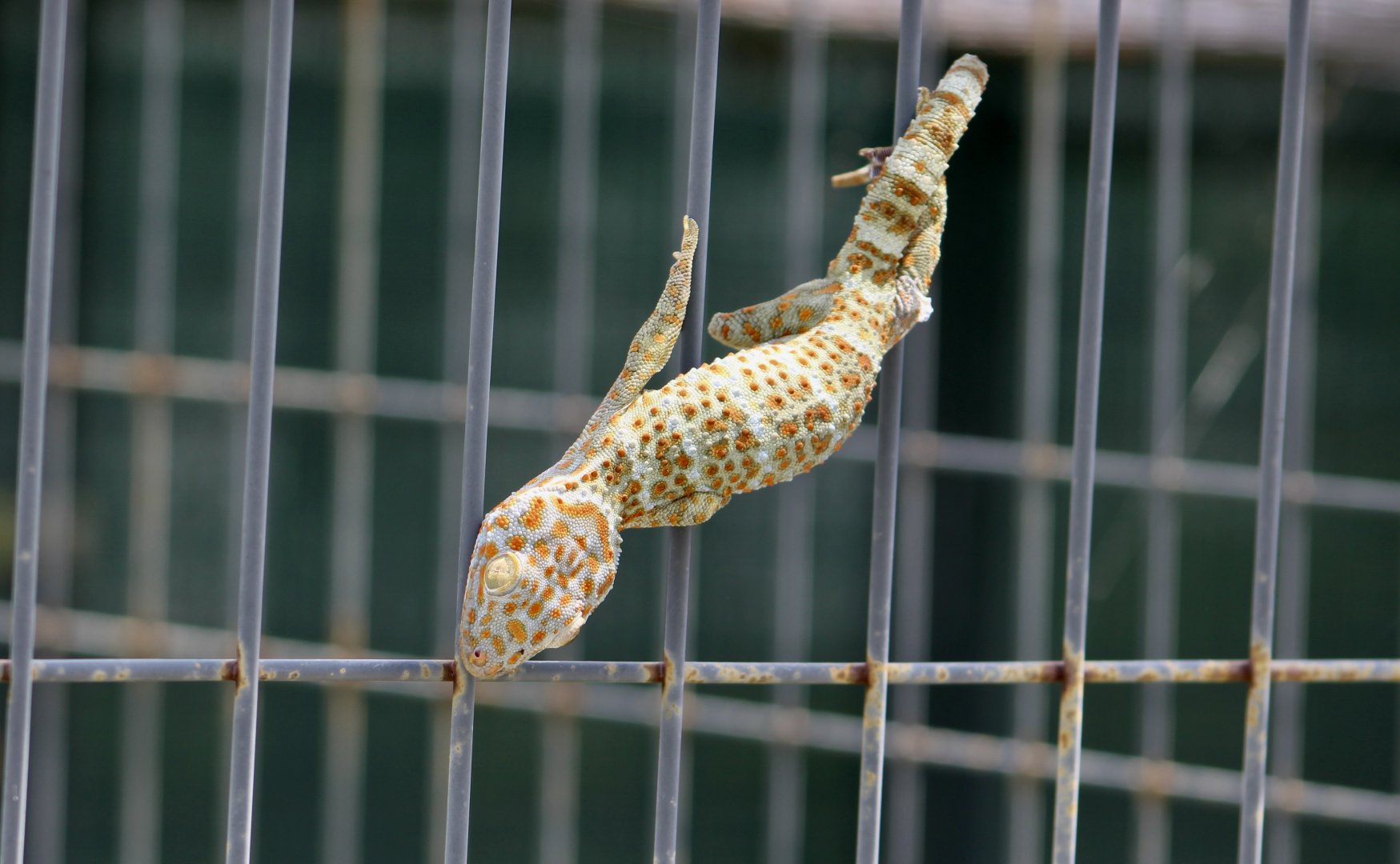 Tokay Gecko (Gekko gecko) - wild
