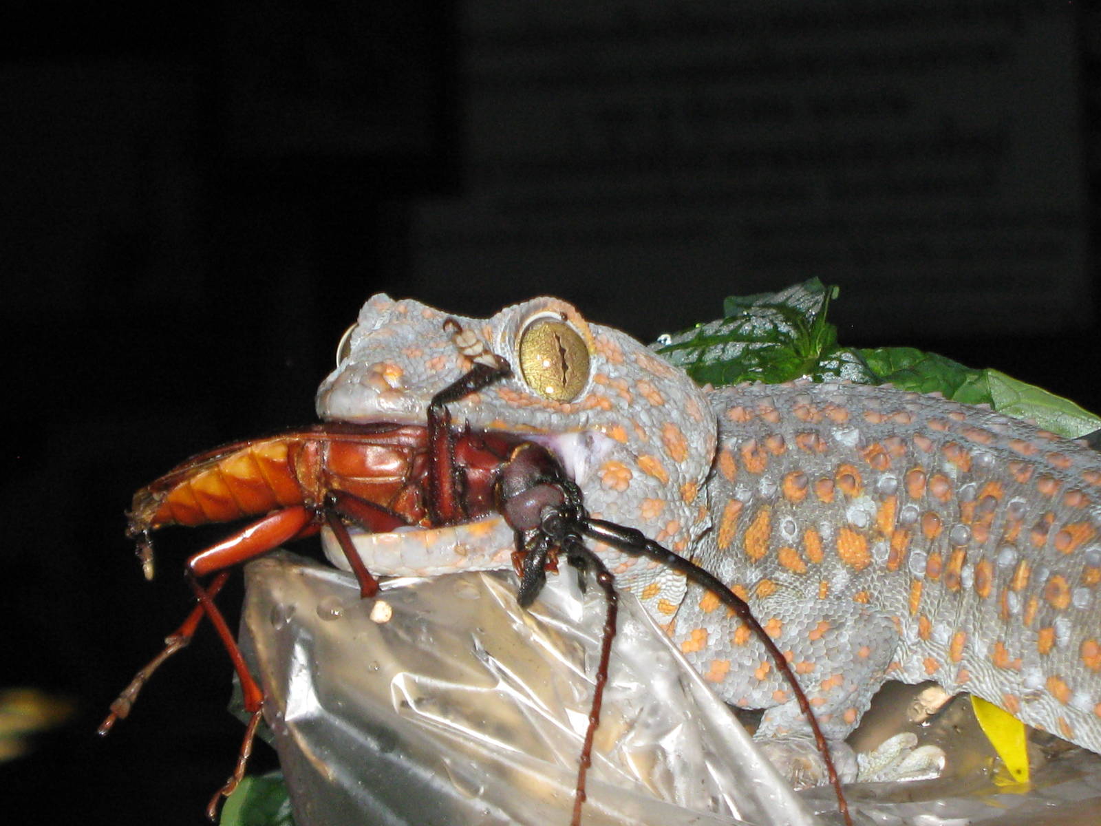 tokay gecko (Gekko gecko) with dinner