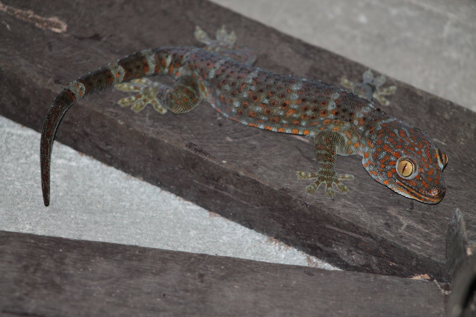 Tokay Gecko (Gekko gecko)
