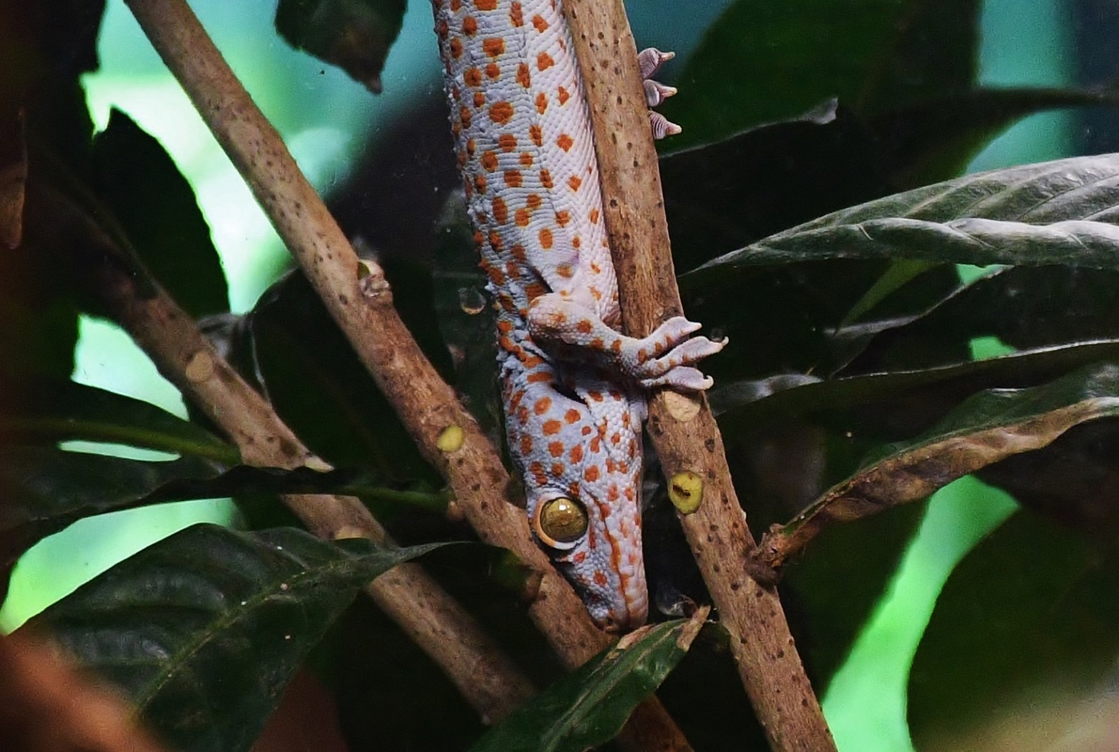 Tokay Gecko (Gekko gecko)