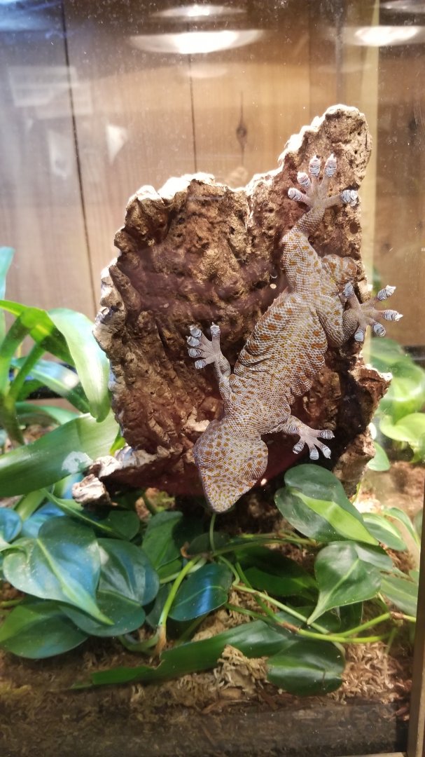 Tokay Gecko, in Science Shack #2