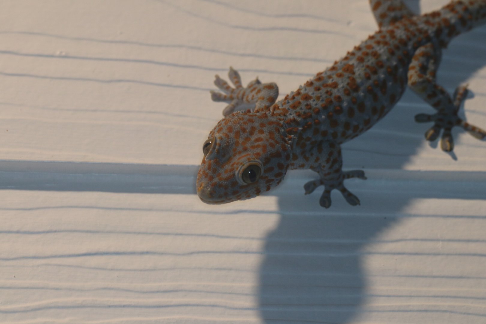 Tokay gecko (Koh Kood)
