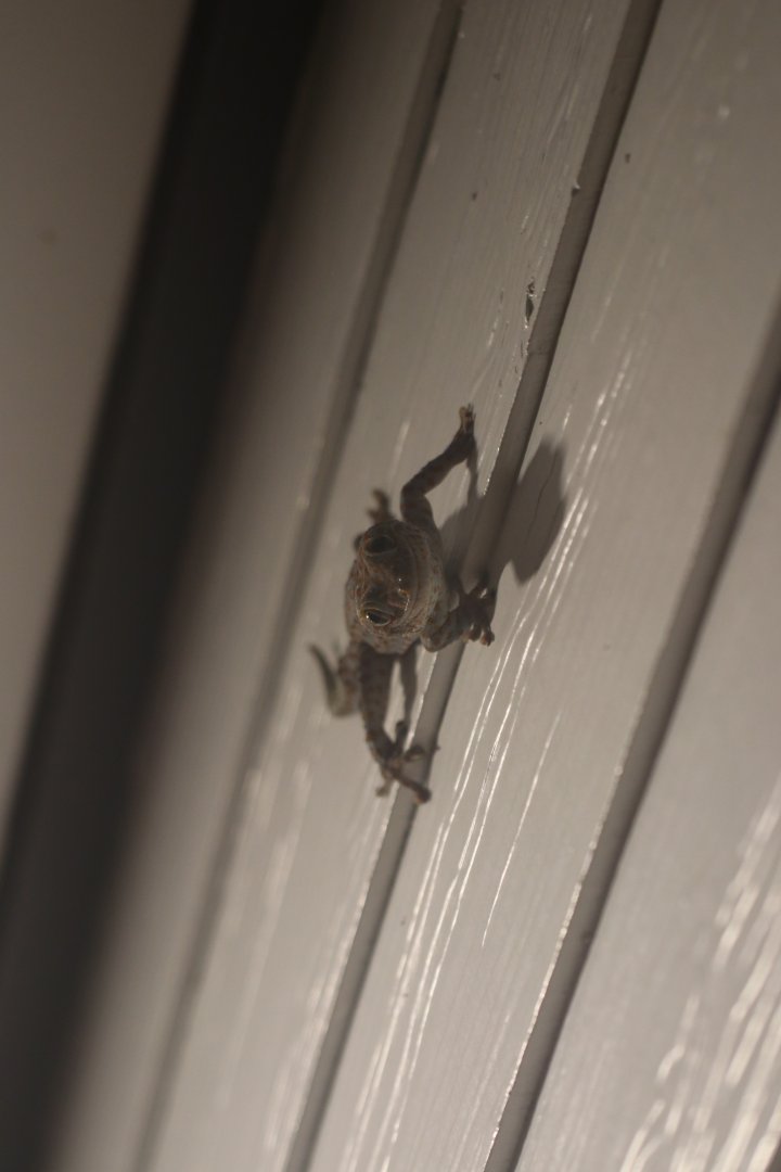 Tokay gecko (Koh Kood)