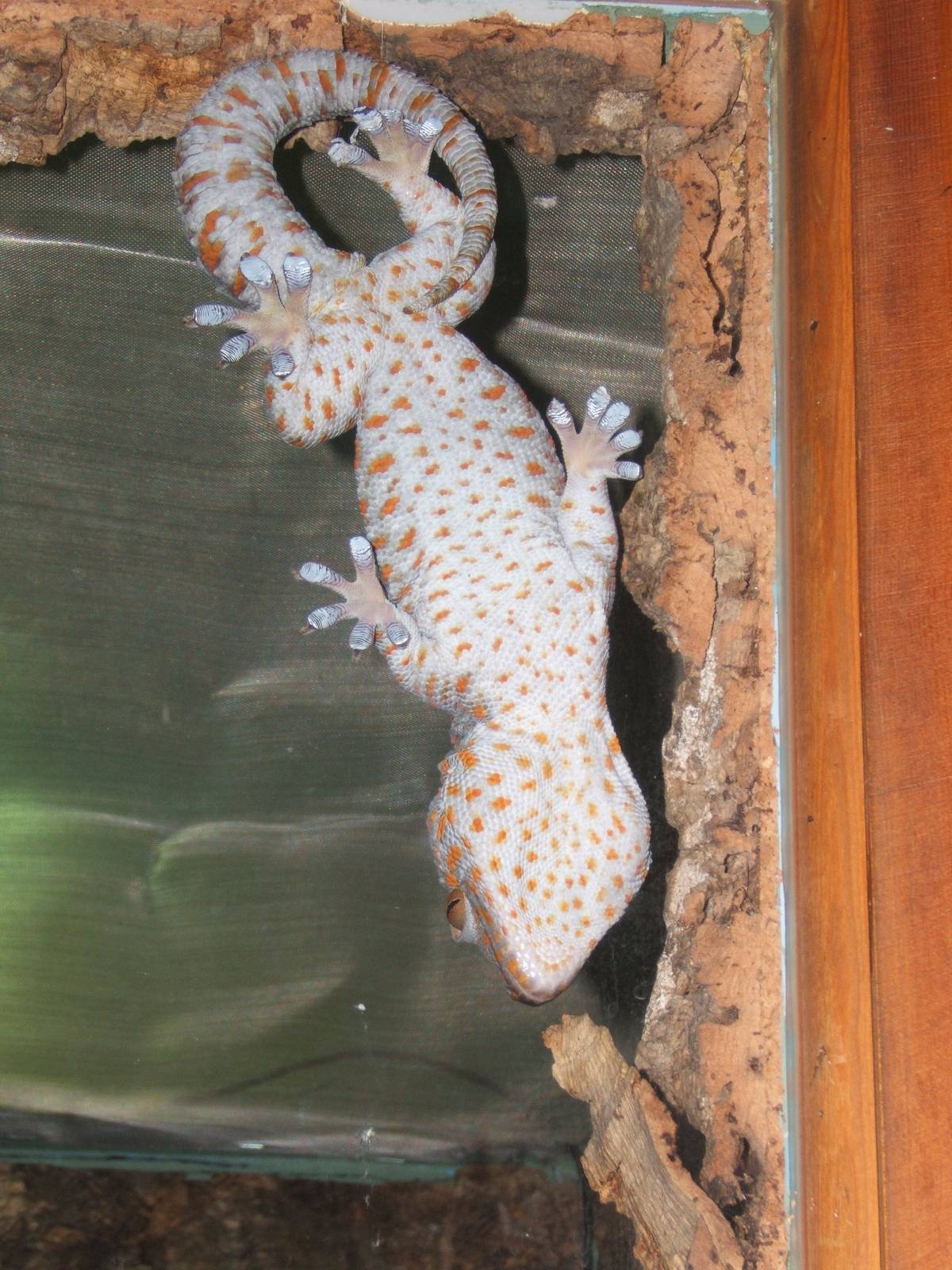 Tokay Gecko on glass