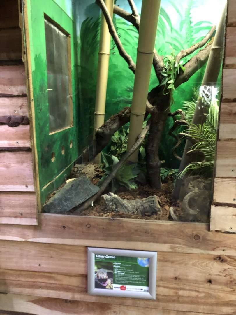 Tokay Gecko Vivarium at Northumberland Country Zoo (September 2021)