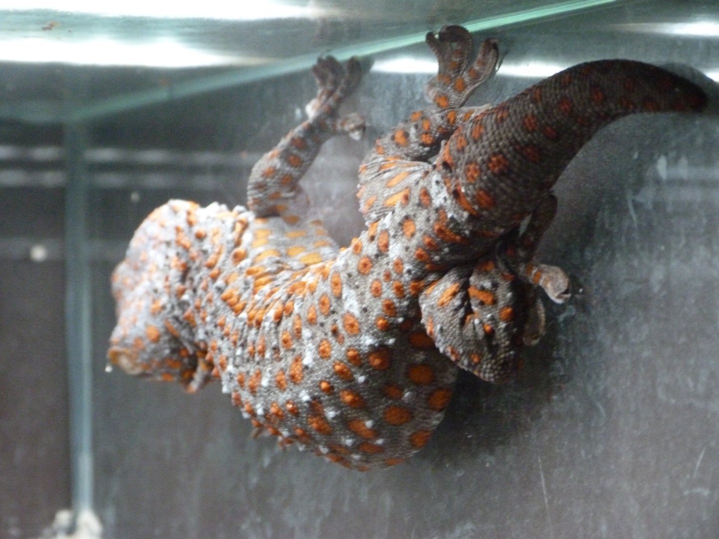 Tokay gecko -Zoo Plzeň (2025)