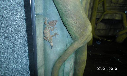 Tokay Gecko