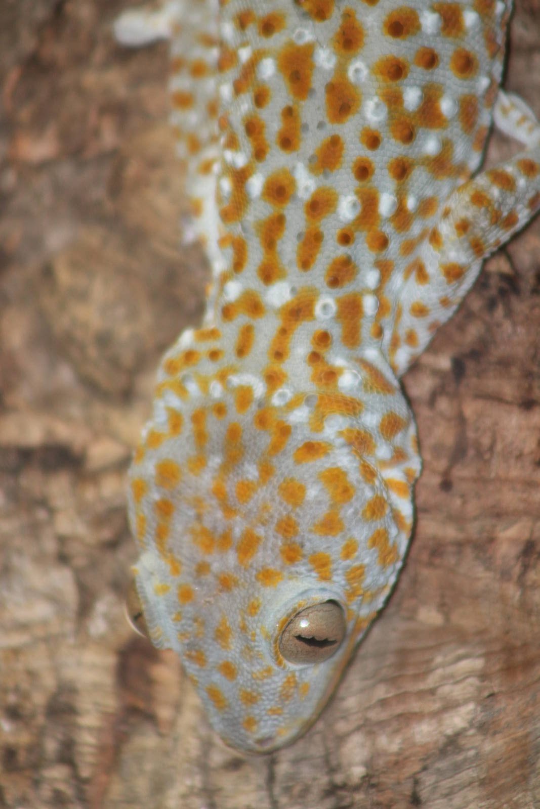 Tokay Gecko