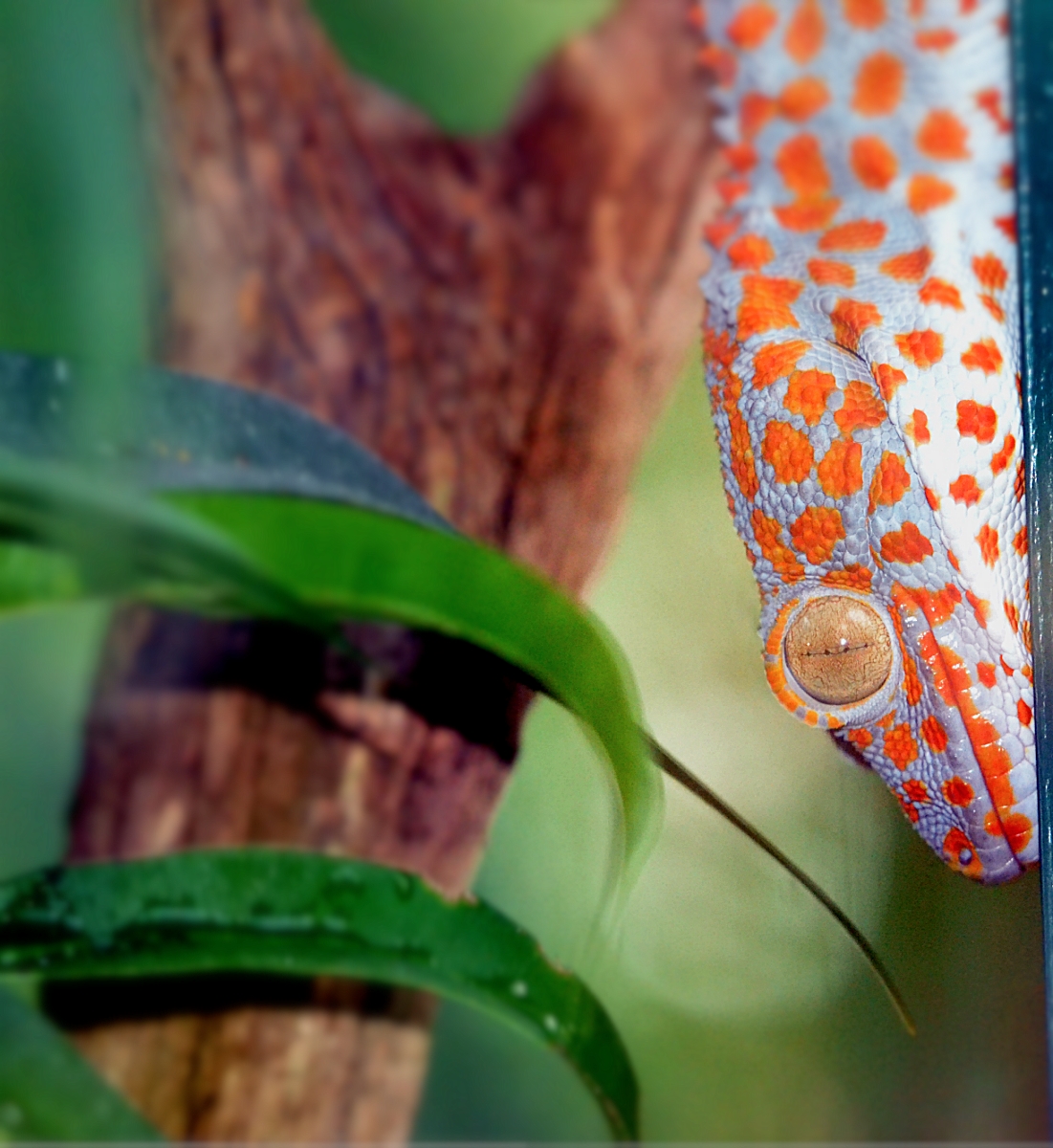TOKAY GECKO