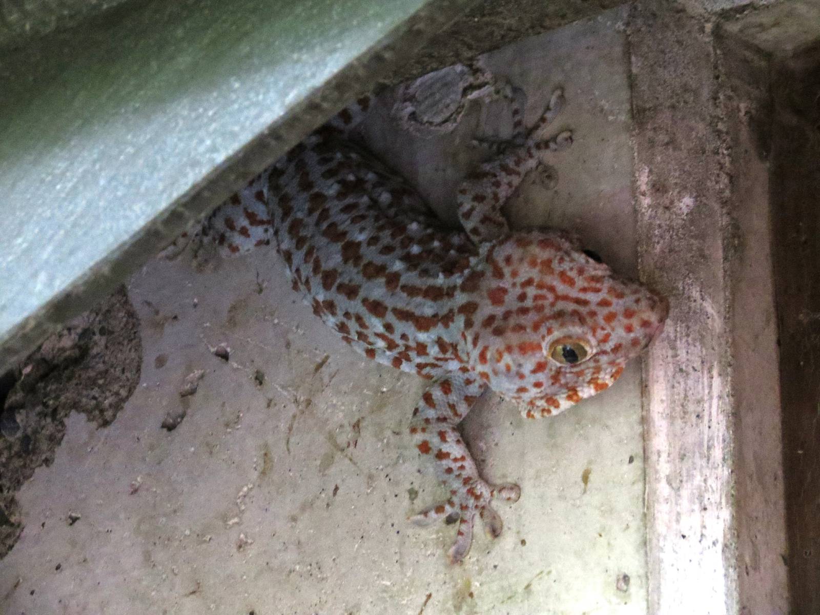 Tokay Gecko