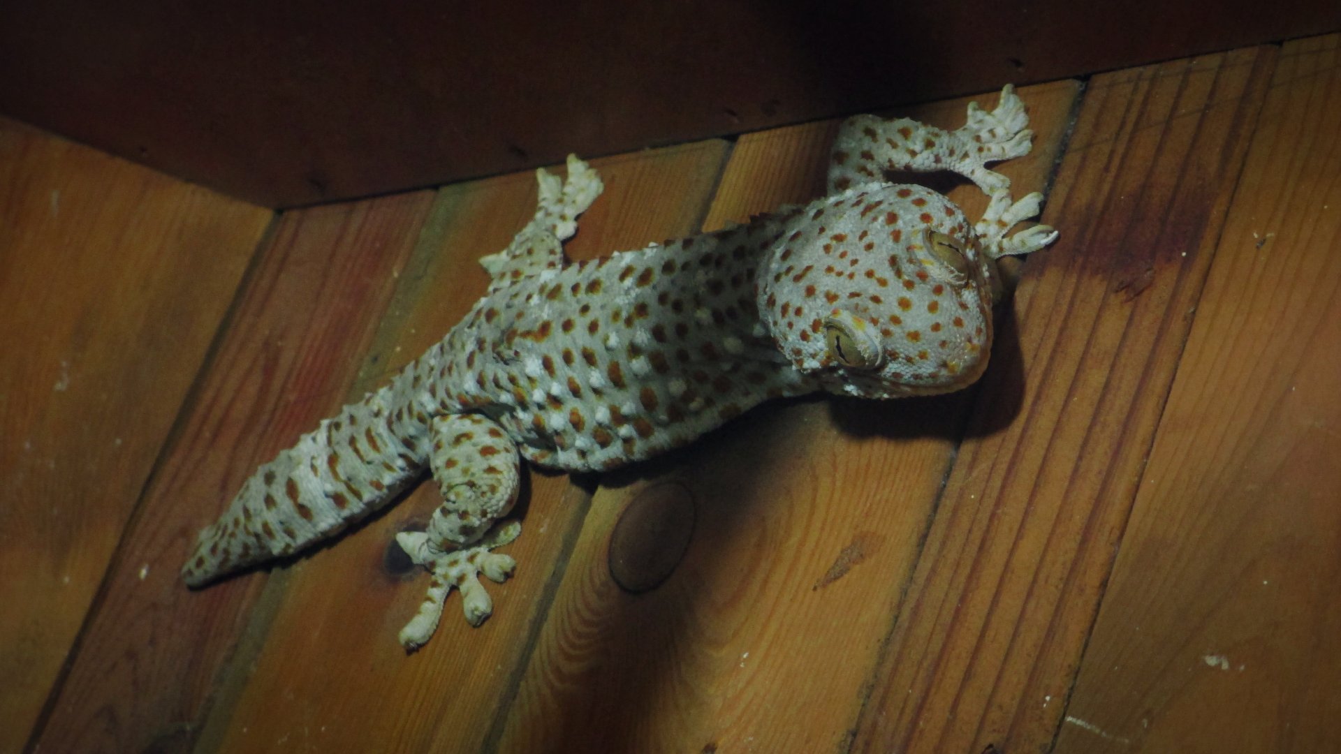 Tokay gecko