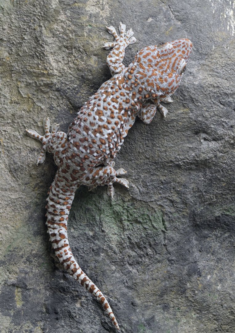 Tokay gecko