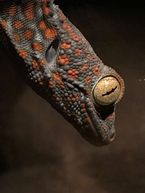 Tokay gecko