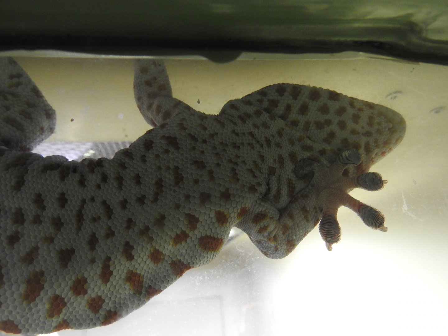 Tokay Gecko
