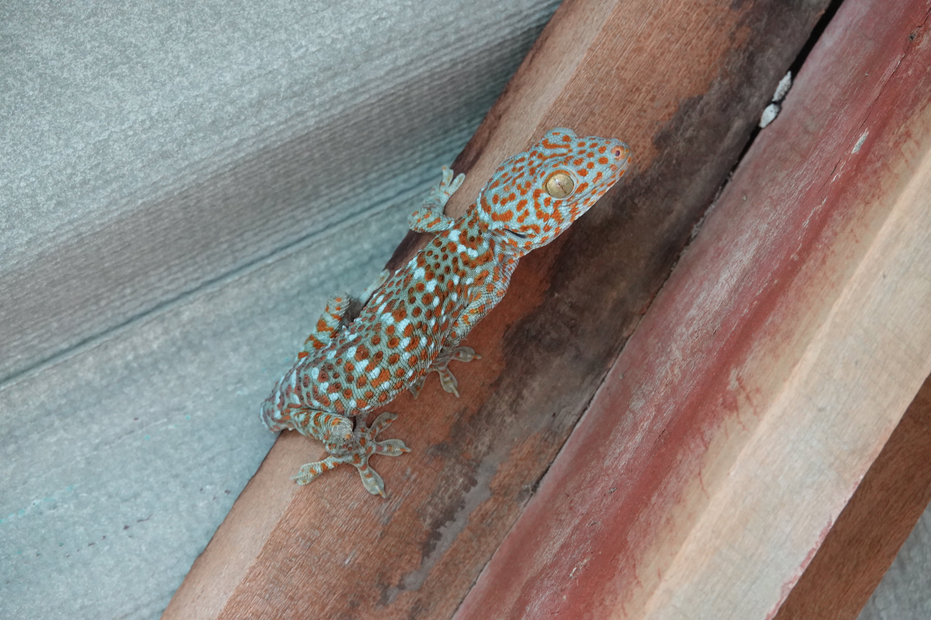 Tokay Gecko