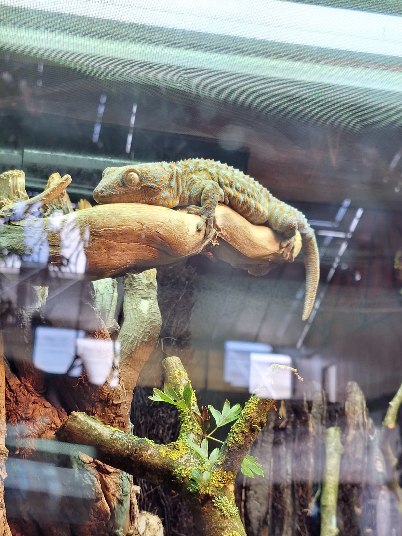 Tokay Gecko