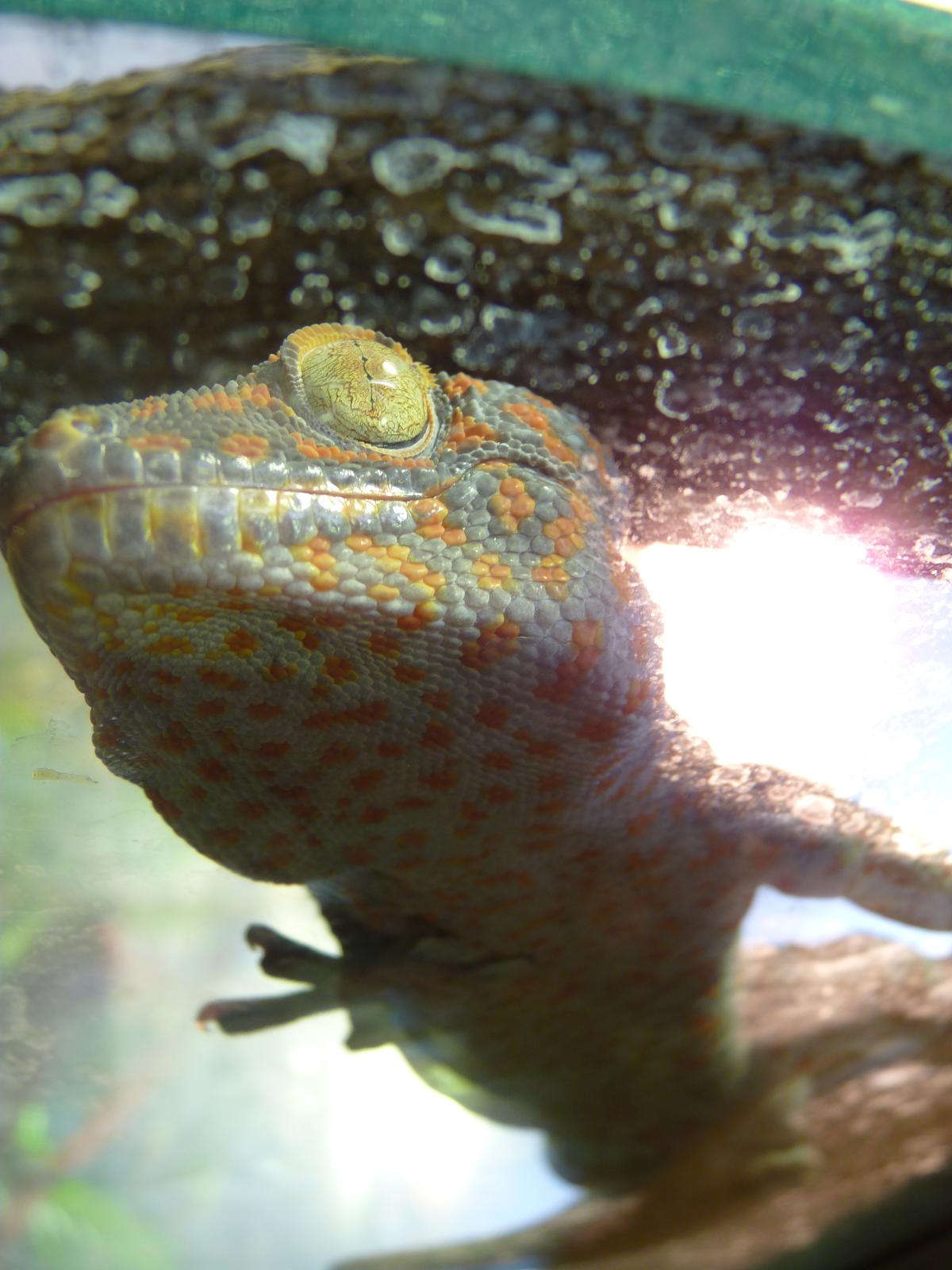 Tokay Gecko