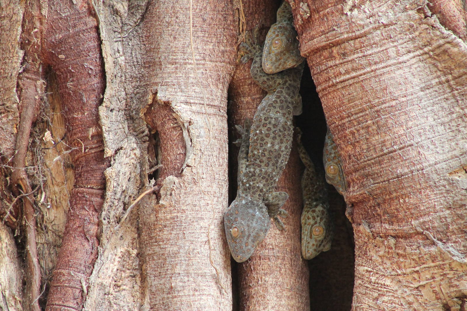 Tokay Geckos (Gekko gecko)