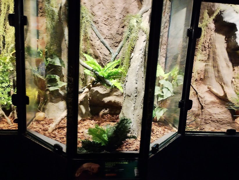 Tokay geeko terrarium