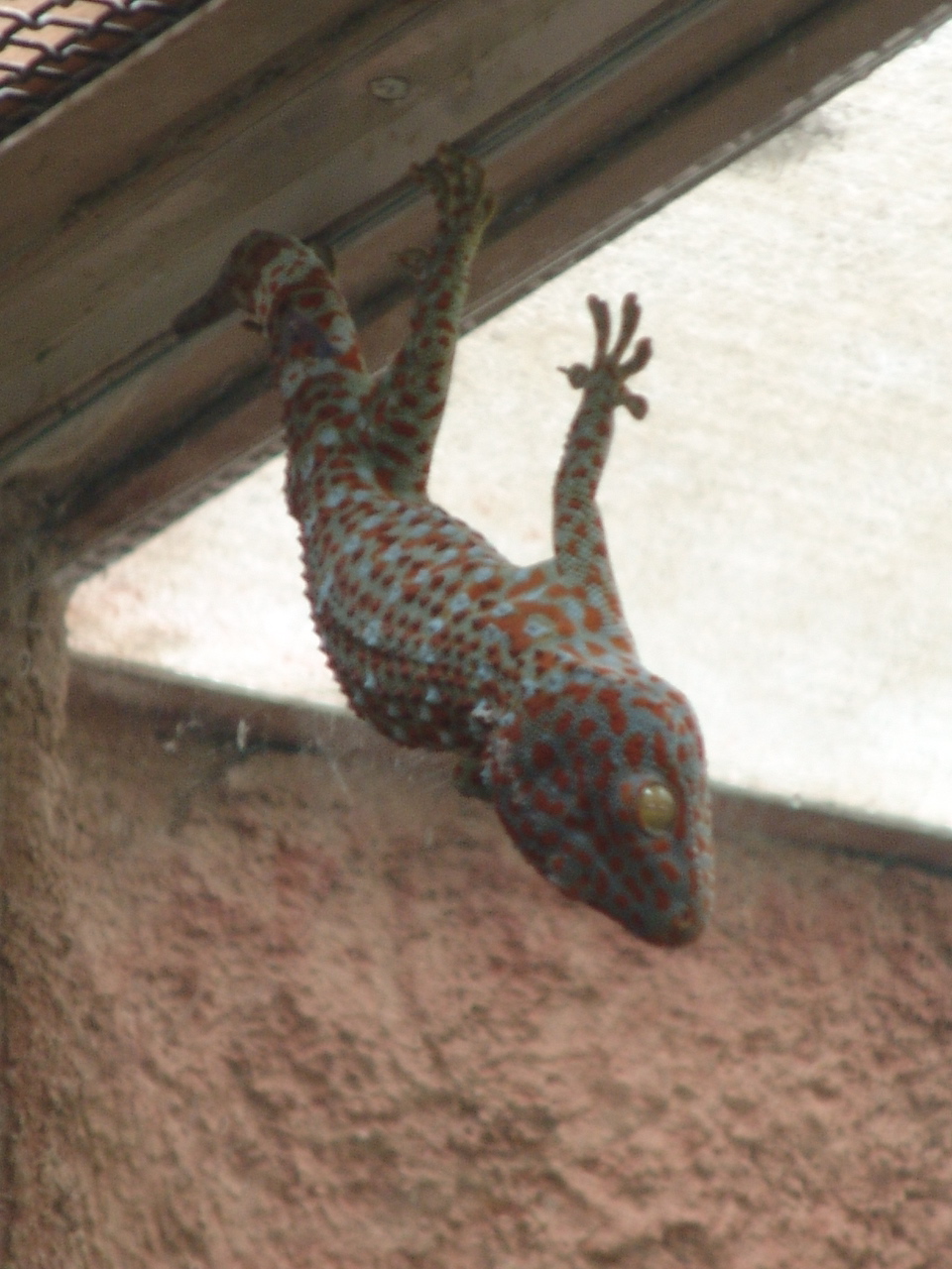 Tokay (Gekko gecko)