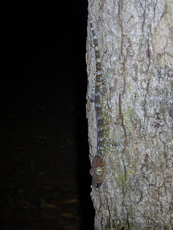 Tokay (Gekko gecko)