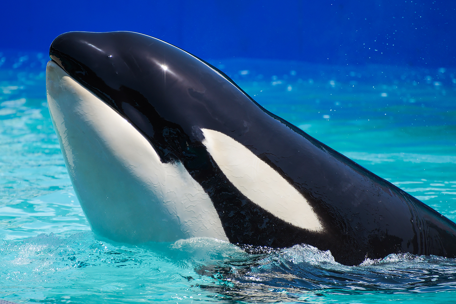 Tokitae, Orca (Orcinus orca)