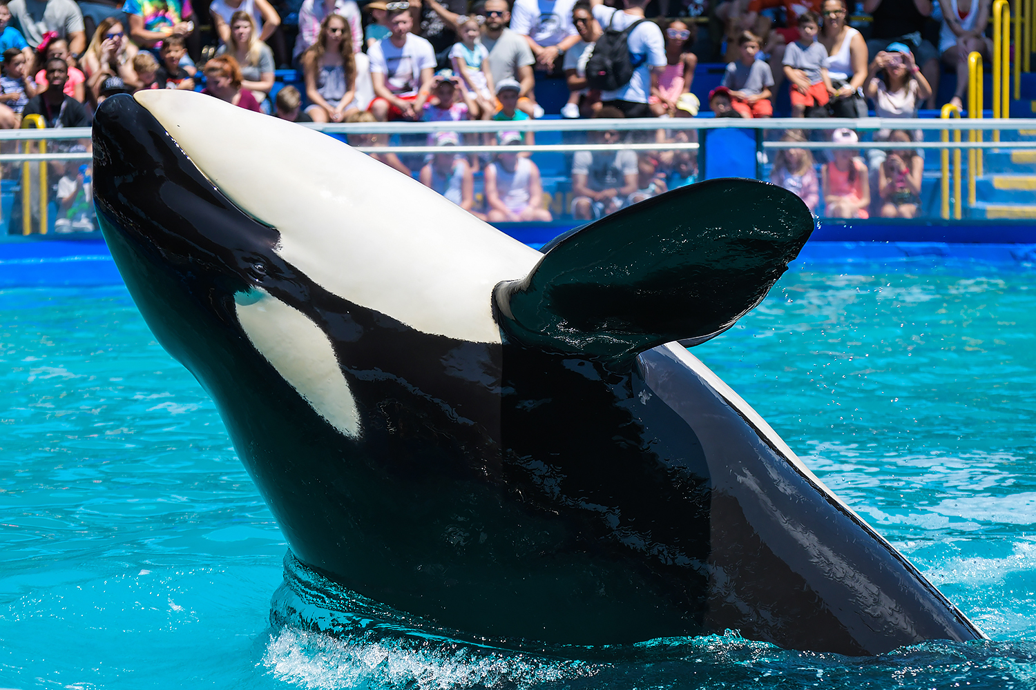 Tokitae, Orca (Orcinus orca)