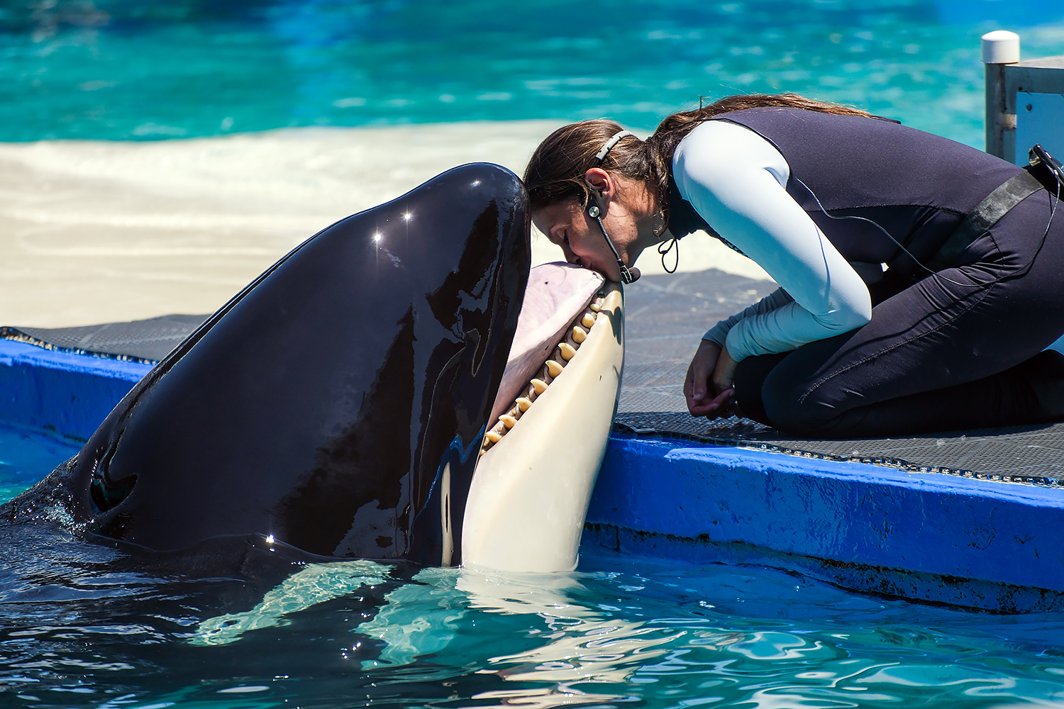 Tokitae, Orca (Orcinus orca)