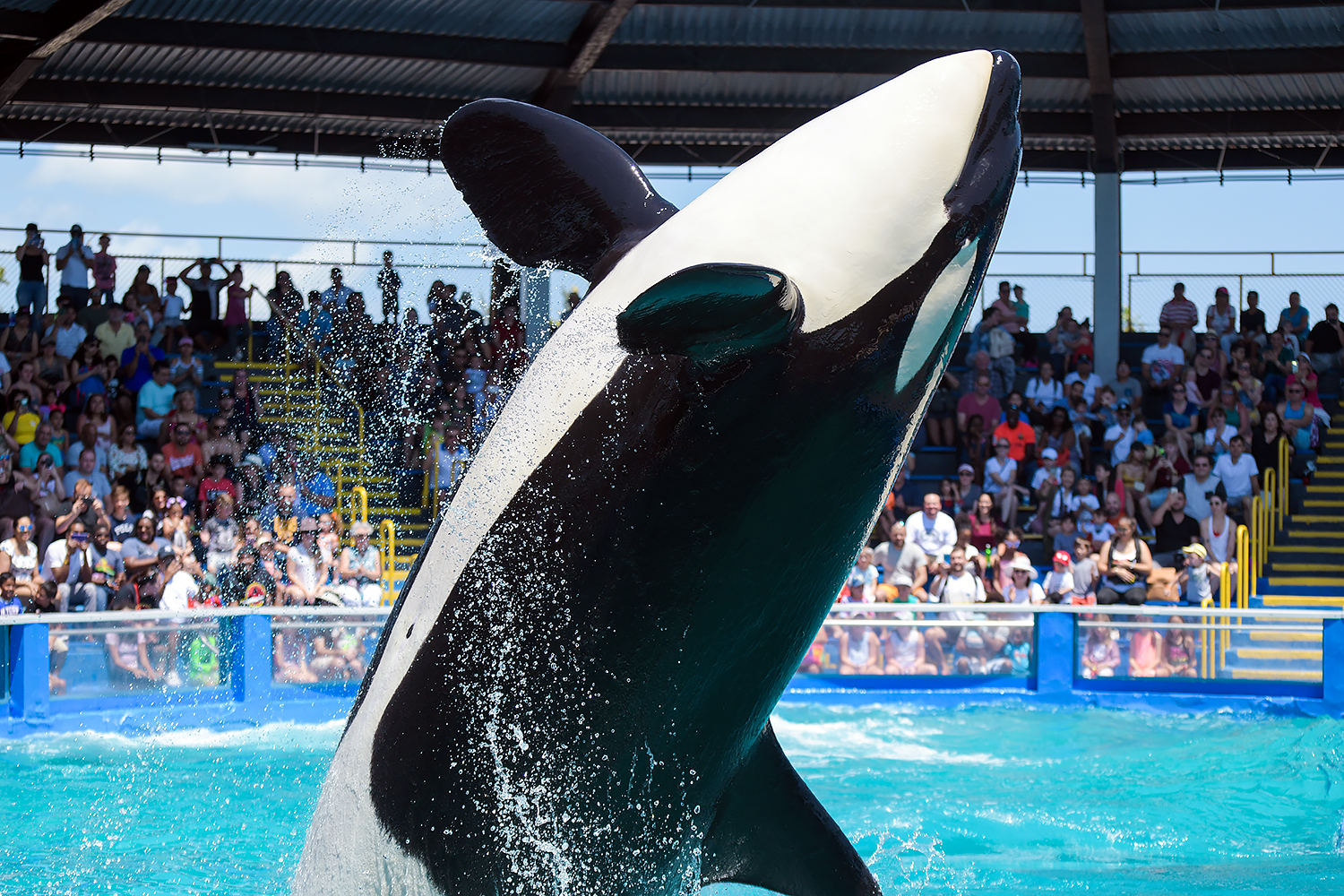 Tokitae, Orca (Orcinus orca)