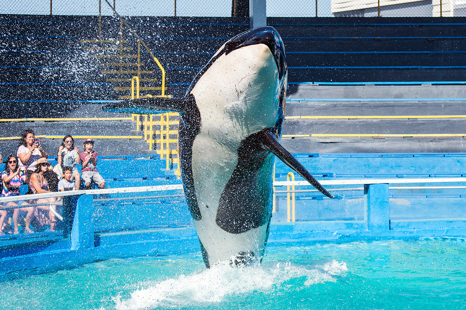 Tokitae, Orca (Orcinus orca)