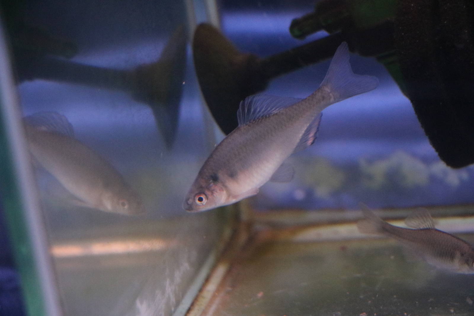 Tokyo bitterling, February 2016