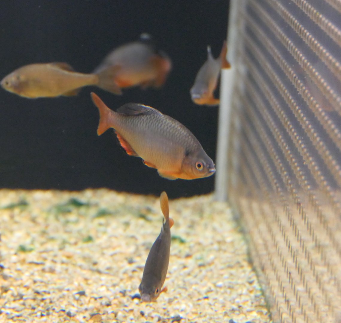 Tokyo Bitterling (Tanakia tanago) - Lake Biwa Museum