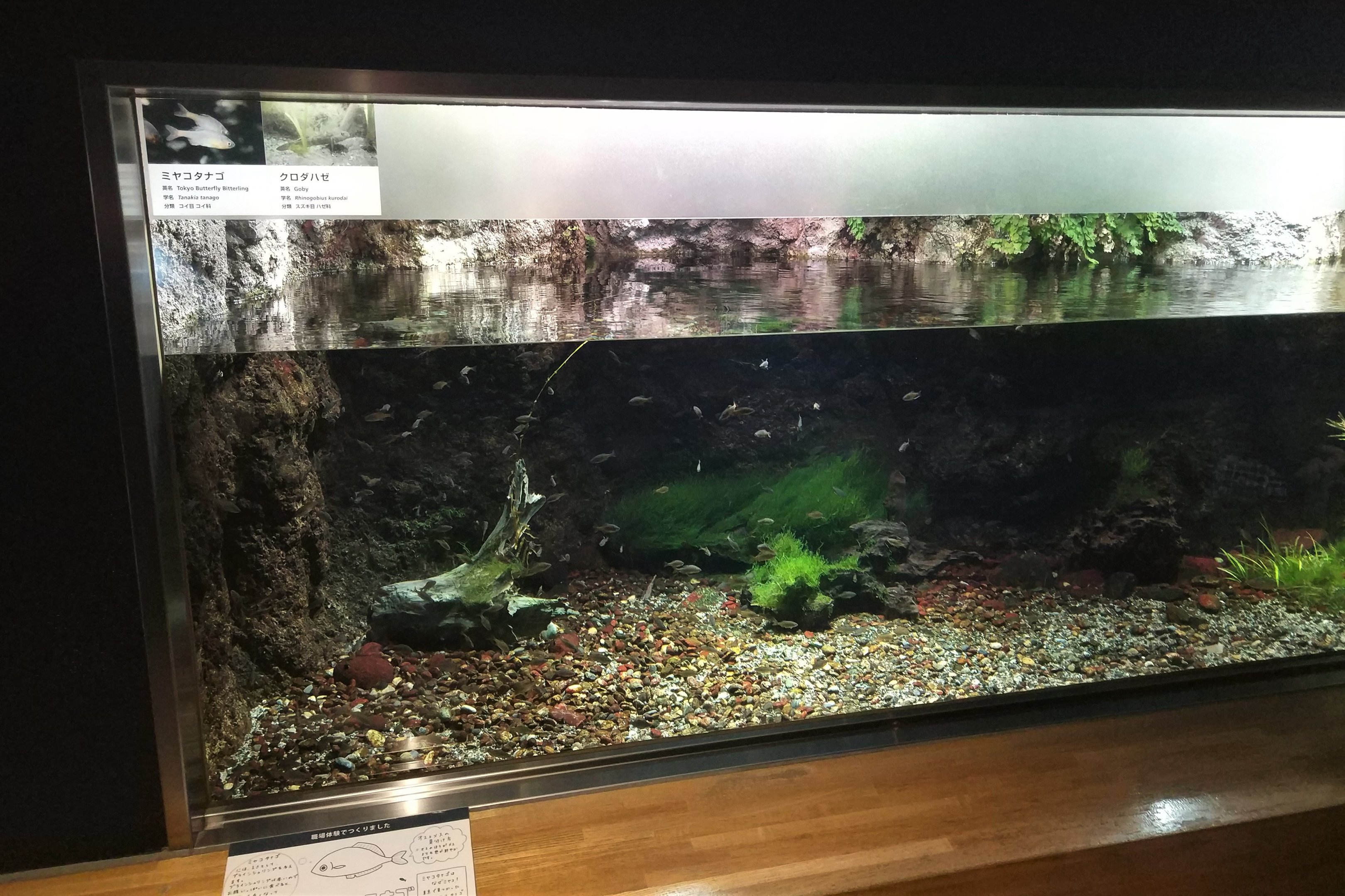 Tokyo Butterfly Bitterling and Amur Goby Tank