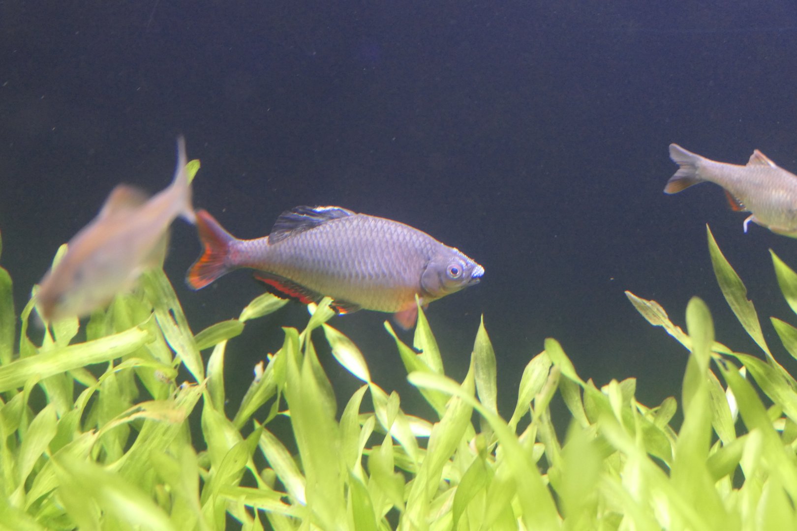 Tokyo Butterling (Tanakia tanago)