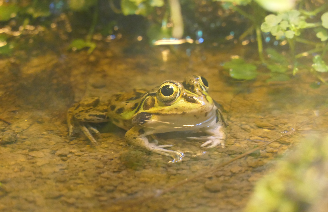 Tokyo Daruma Pond Frog (Pelophylax porosus porosus)