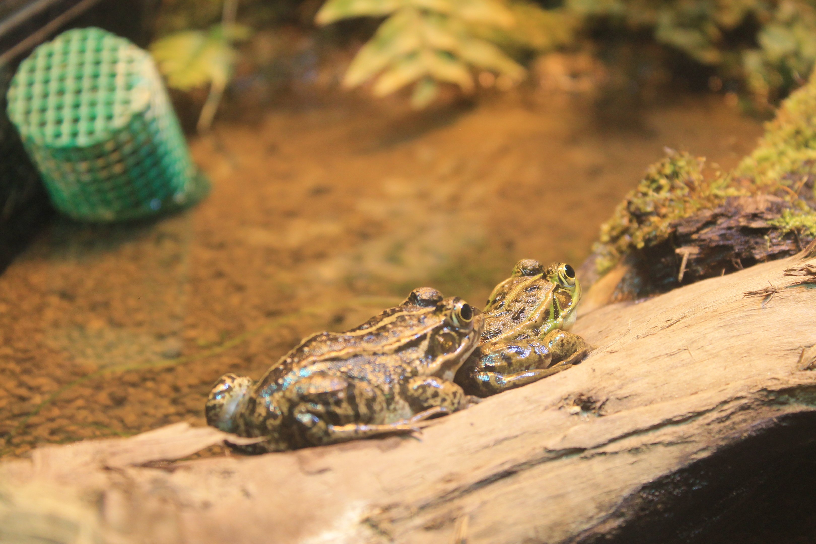 Tokyo Daruma Pond Frog (Pelophylax porosus)