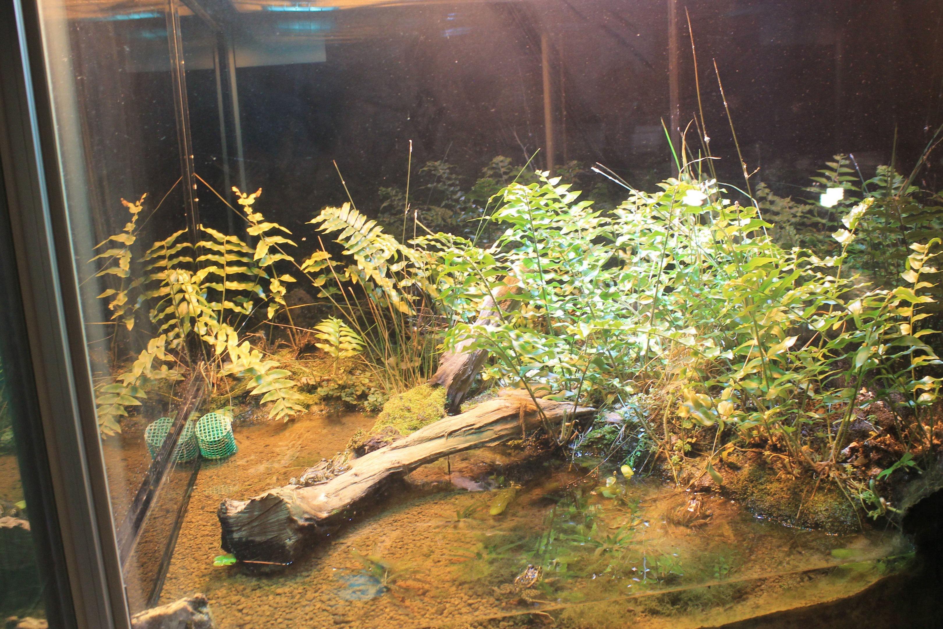 Tokyo Daruma Pond Frog tank