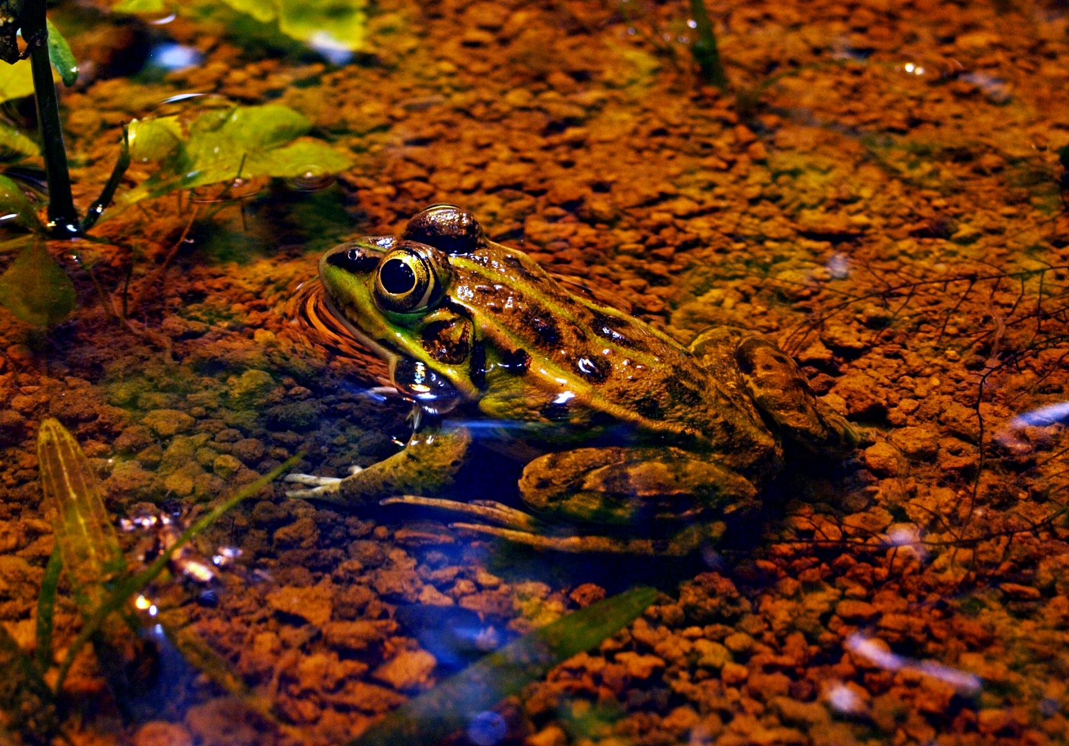 Tokyo Daruma pond frog