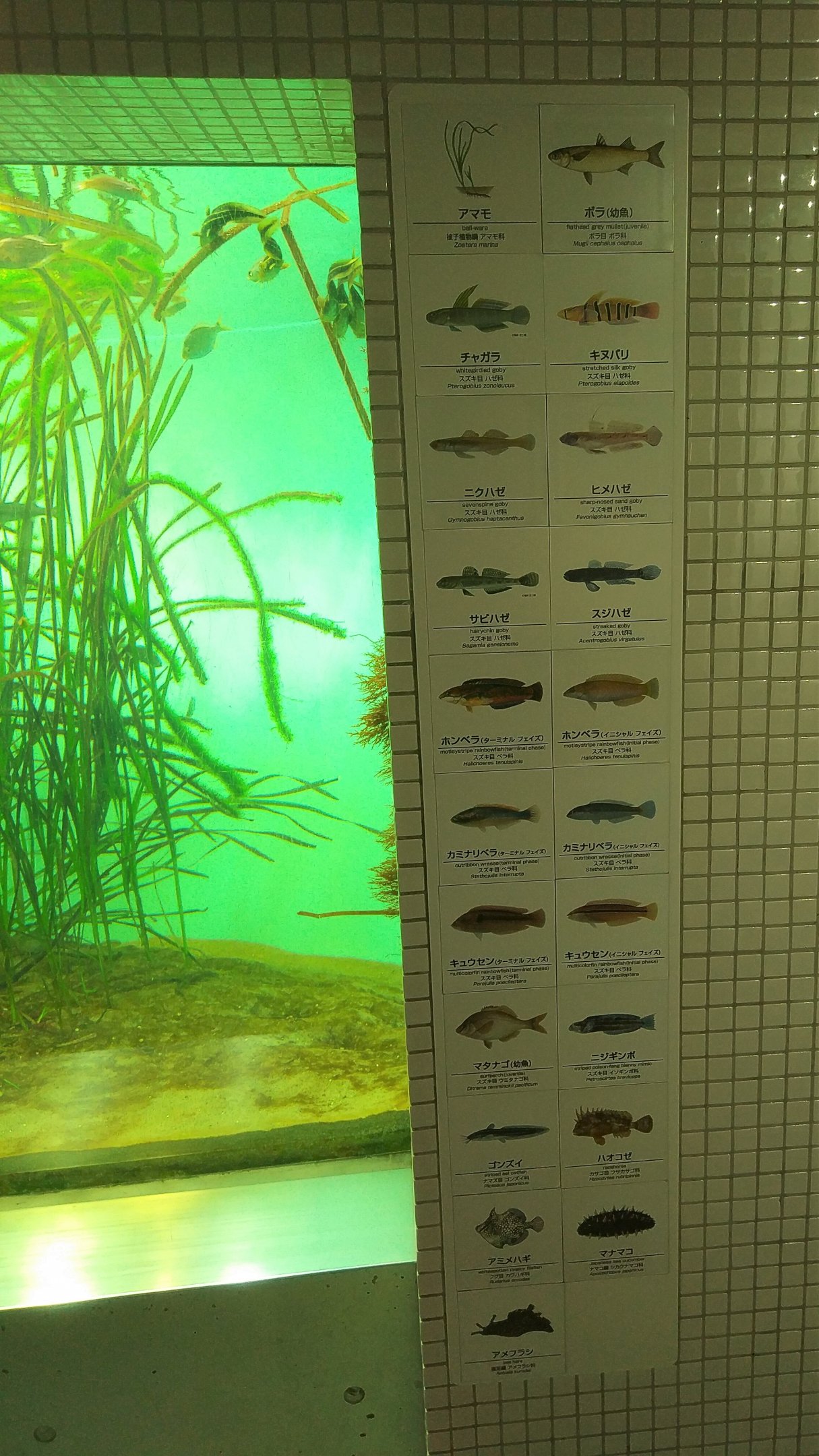 Tokyo Local Waters Signage