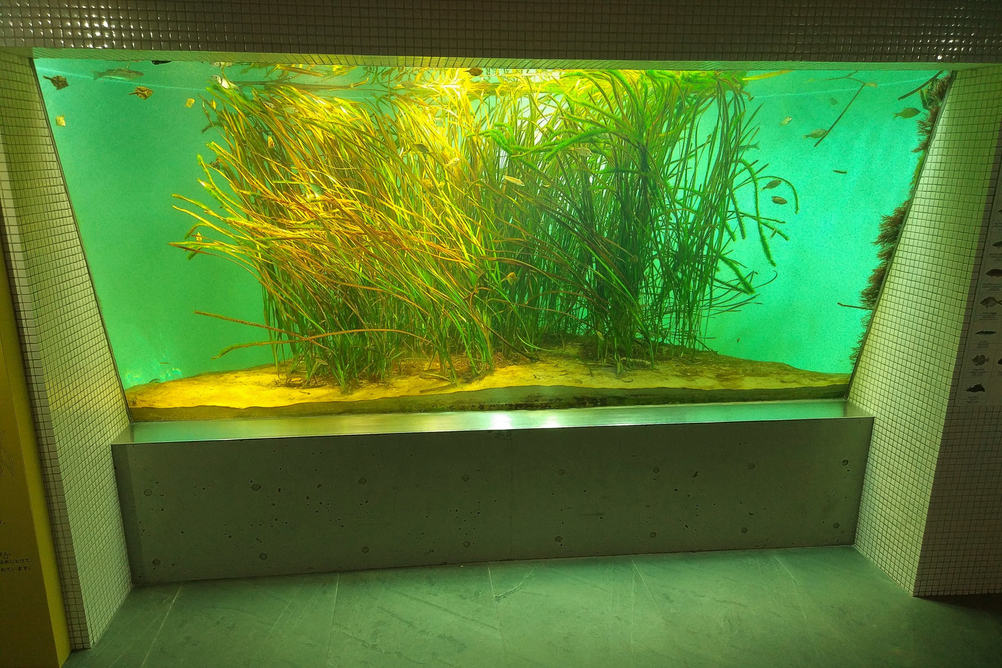 Tokyo Local Waters Tank