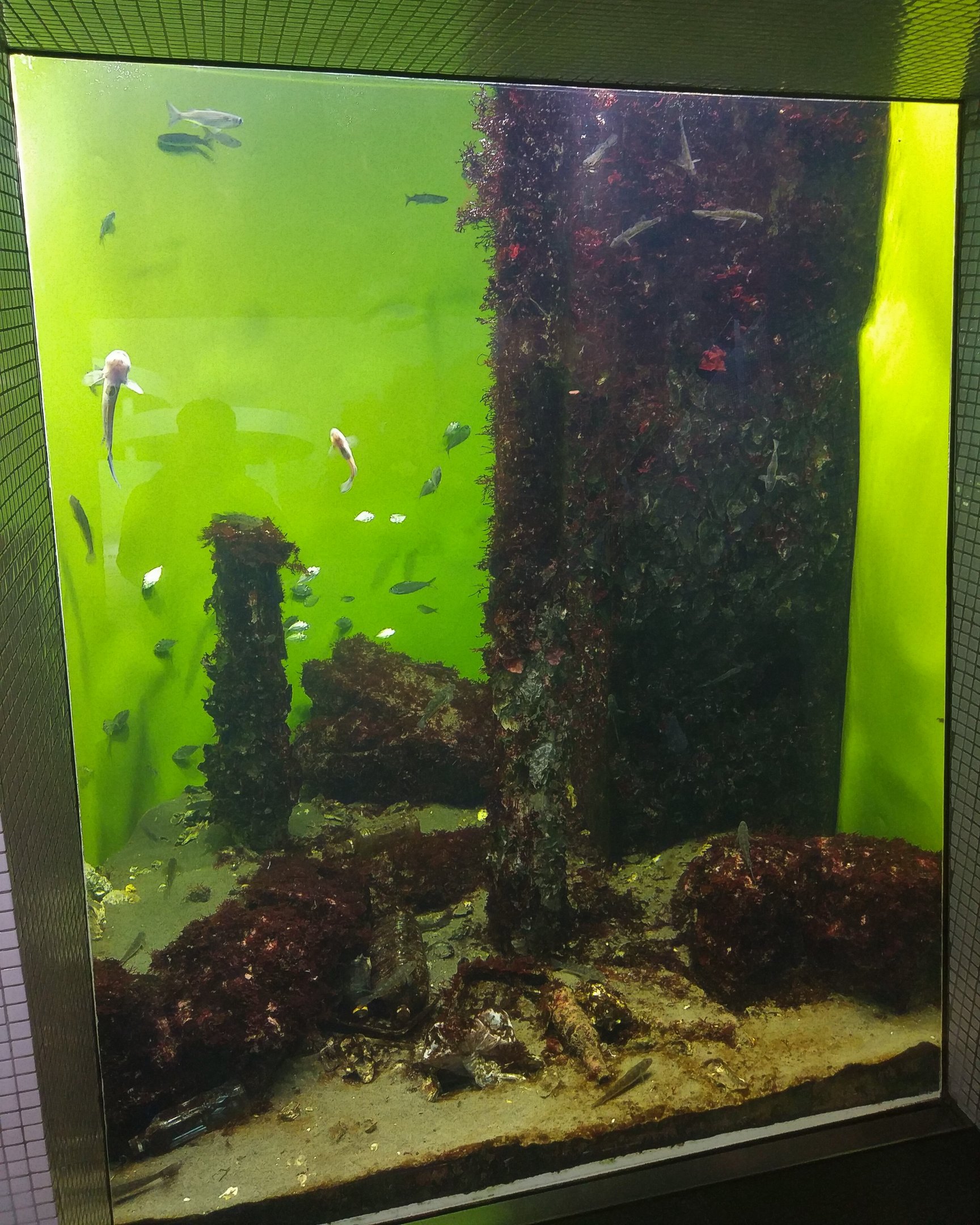 Tokyo Local Waters Tank