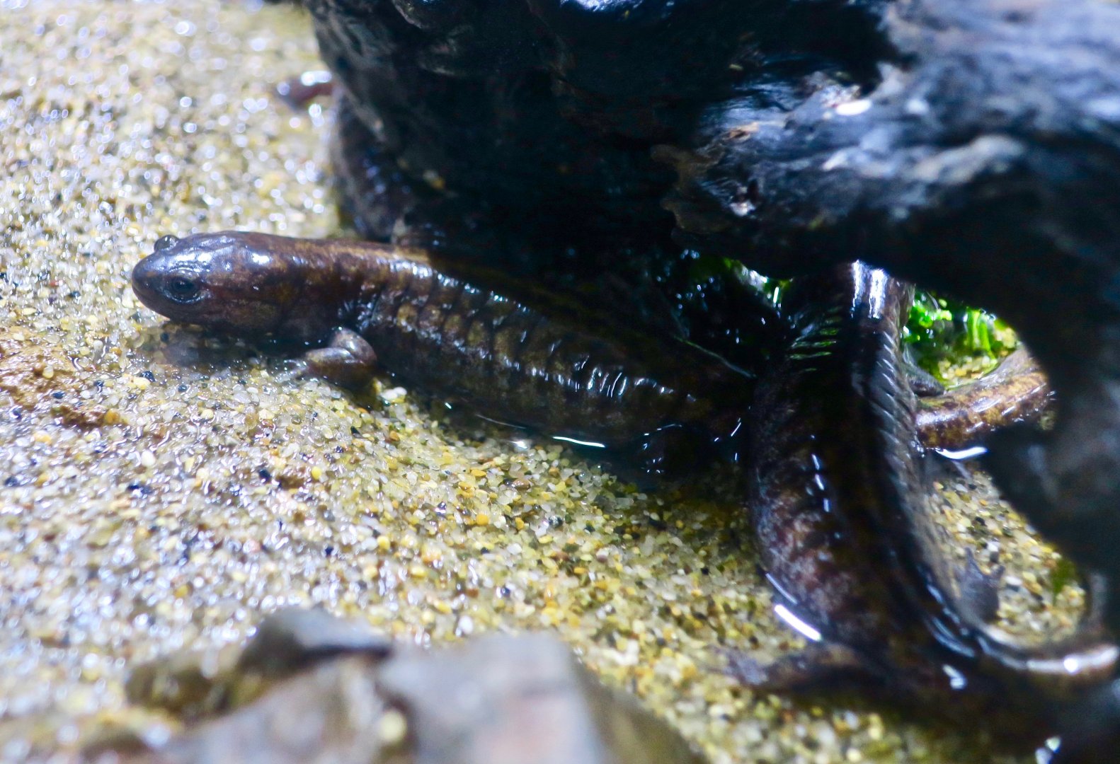 Tokyo Salamander (Hynobius tokyoensis)