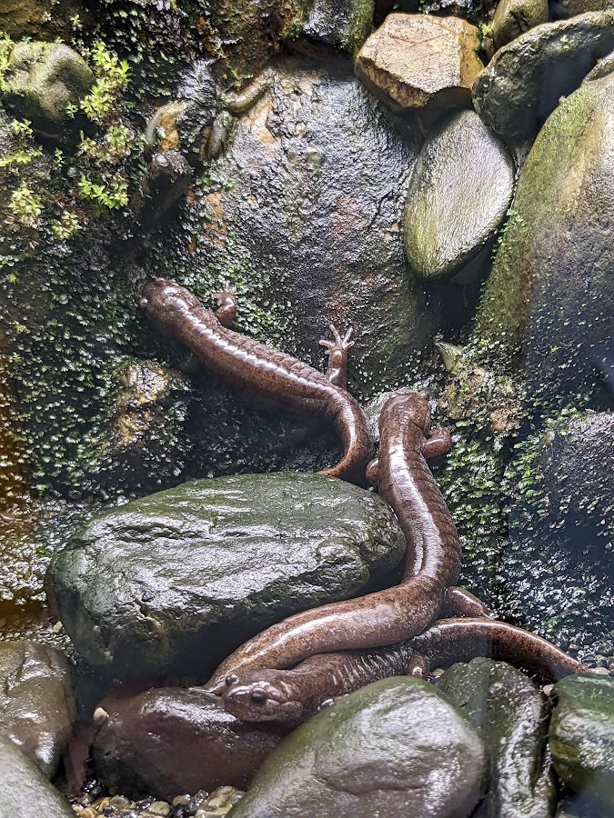 Tokyo salamander (Hynobius tokyoensis)