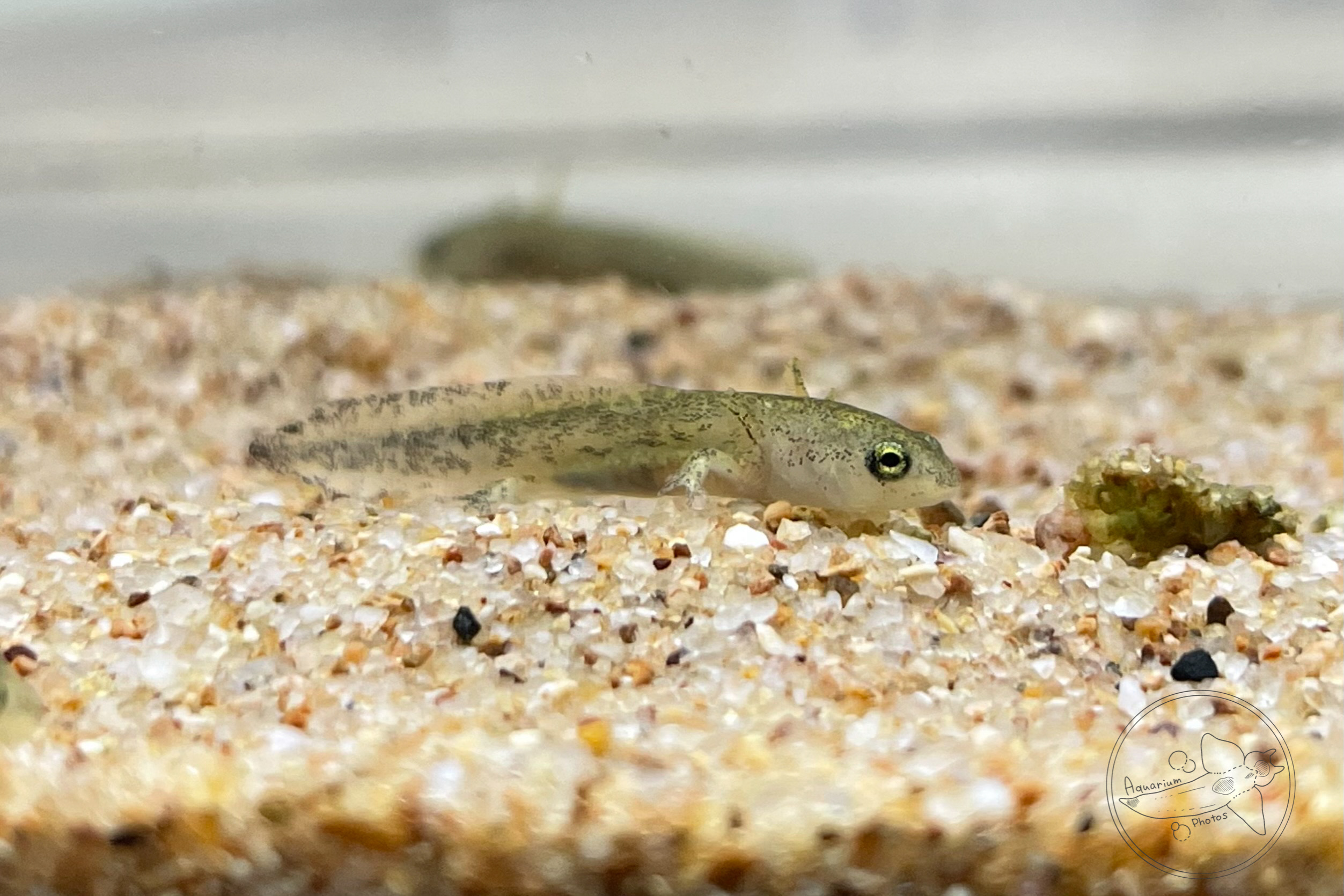 Tokyo Salamander (Hynobius tokyoensis)